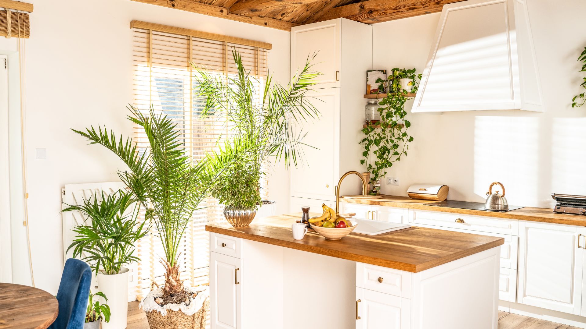 Indoor plants for kitchen 